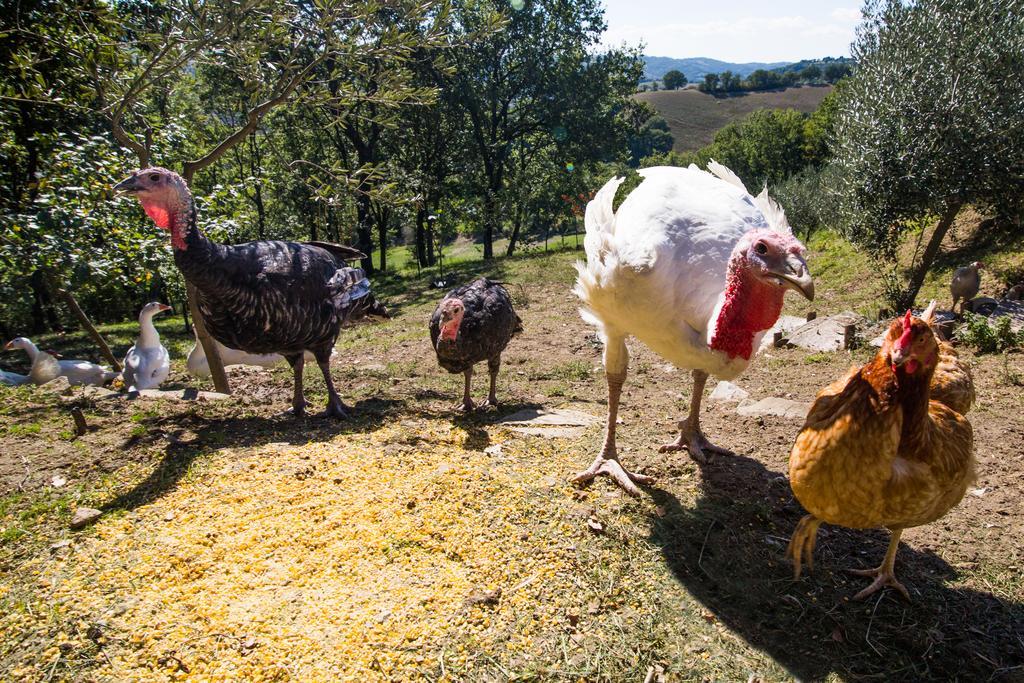 Agriturismo La Coccinella Valfabbrica Eksteriør bilde
