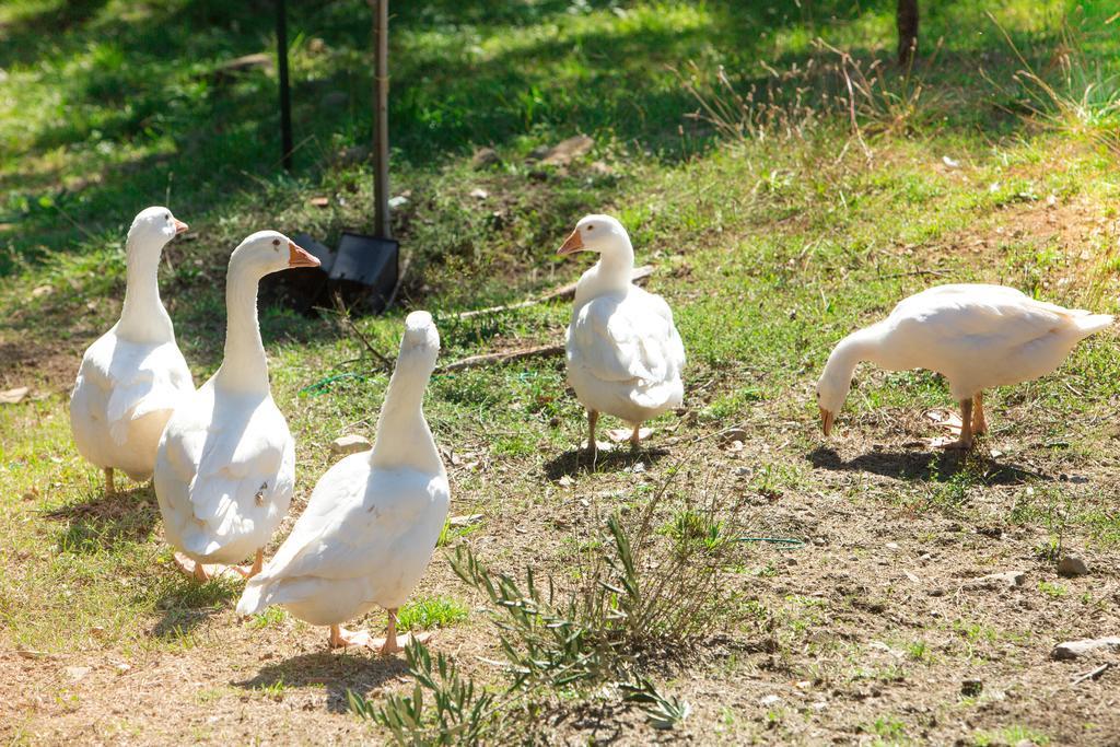 Agriturismo La Coccinella Valfabbrica Eksteriør bilde