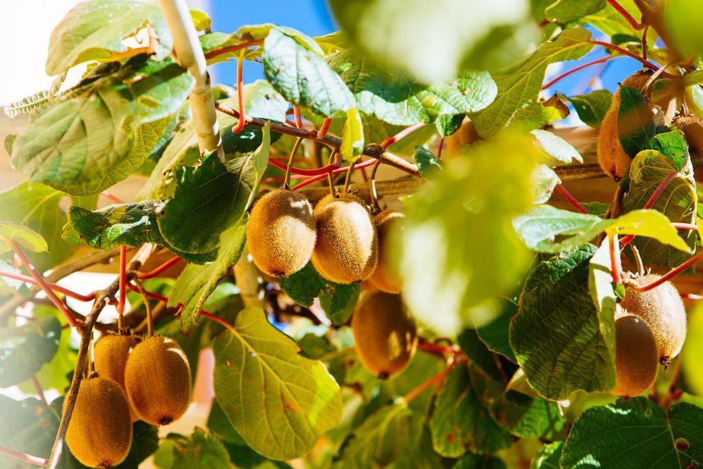 Agriturismo La Coccinella Valfabbrica Eksteriør bilde
